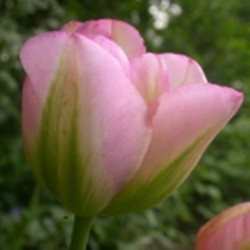 Grünland. Grøn/pink (øko)