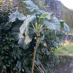 copy of Grønkål. Grøn (øko)