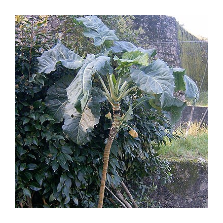 Flerårig kål (øko)