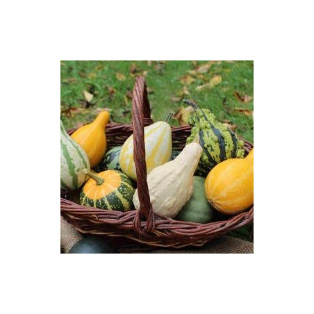 Pyntegræskar. Mini (øko)