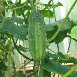 AG45 Drueagurk (øko)