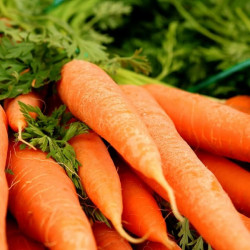 GU40 Gulerod Vinter (øko)