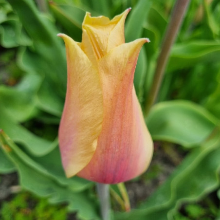 Blushing Lady. Orange/gul (øko)