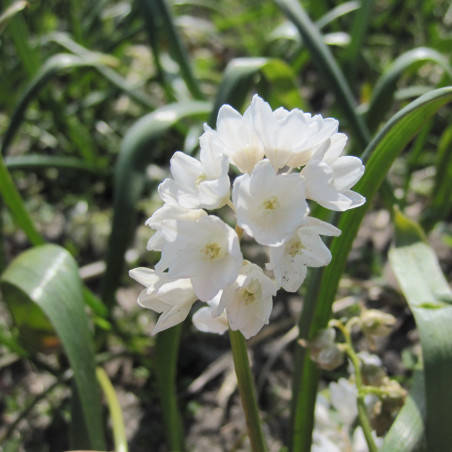 Porcelæn hyacint. Puschkinia libanotica (øko)