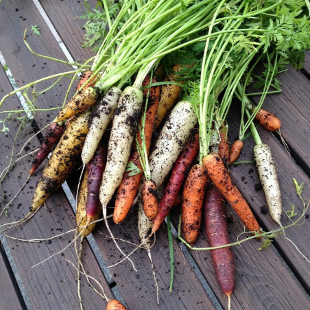 GU60 Gulerod. Regnbue Mix (øko)