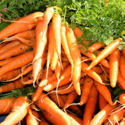 GU80 Gulerod. Fly Away. F1 (øko)