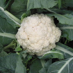 Blomkål. Efterår (øko)