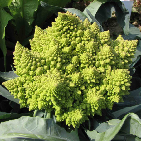 KL18 Blomkål. Romanesco  (øko)