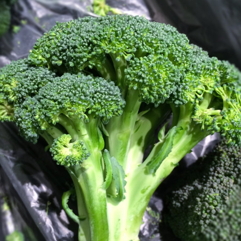 KL20 Broccoli (øko)