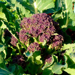 KL22 Broccoli. Lilla (øko)