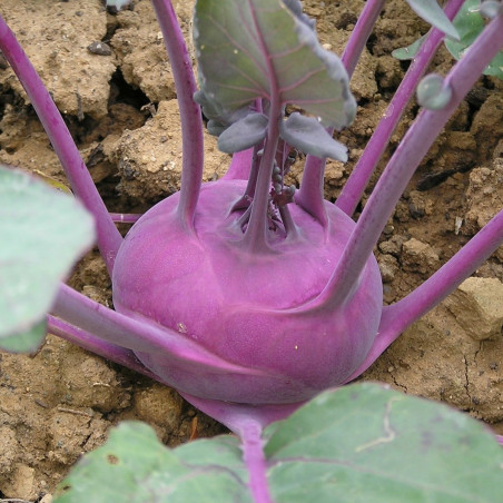 KL25 Glaskål. Blå (øko)