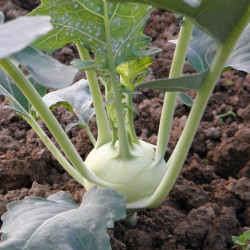 KL30 Glaskål. Grøn (øko)