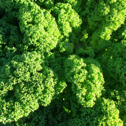 KL35 Grønkål. Grøn (øko)