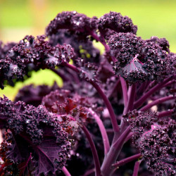 KL37 Grønkål. Rød. Kruset (øko)