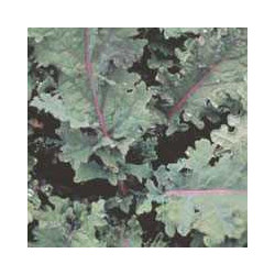 KL38 Grønkål. Rød-grøn (øko)