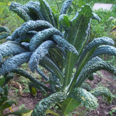 KL39 Grønkål. Toscana (Palmekål) (øko)
