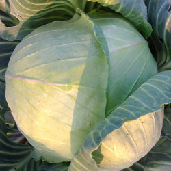 KL40 Hvidkål. Sommer (øko)