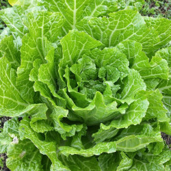 KL60 Kinakål (øko)