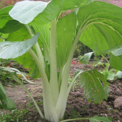 KL65 Pak Choi (øko)
