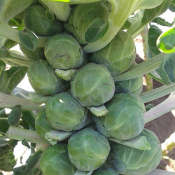 KL70 Rosenkål (øko)