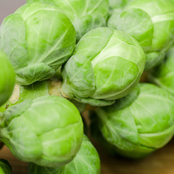 KL75 Rosenkål F1 (øko)