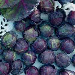 KL77 Rosenkål. Rød (øko)