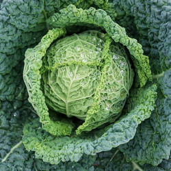 KL85 Savoykål (øko)