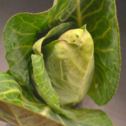 KL88 Spidskål. Tidlig. (øko)