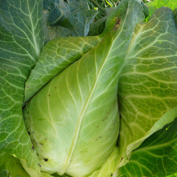 KL90 Spidskål. Efterår. (øko)