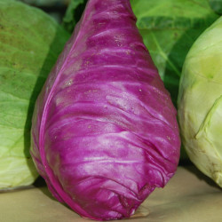 KL92 Spidskål. Rød (øko)