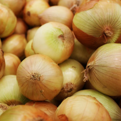 LG15 Løg. Kepa (øko)