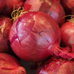 LG20 Rødløg (øko)