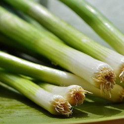 LG40 Forårsløg (øko)