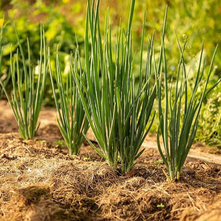 LG50 Pibeløg (øko)