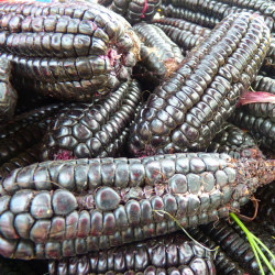 MA05 Majs. Sort (øko)