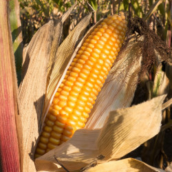 MA10 Sukkermajs. Ekstra sød. (øko)