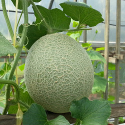 ME10 Honningmelon (øko)