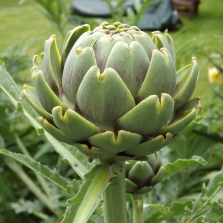 AR10 Artiskok. Grøn (øko)