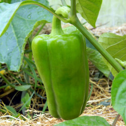 PE10 Peber. Grøn (øko)