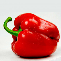PE21 Peber. Rød   (øko)