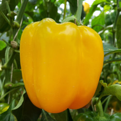 PE25 Peber. Gul (øko)