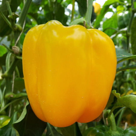 PE25 Peber. Gul (øko)