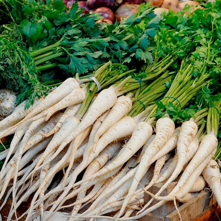 PR10 Persillerod (øko)