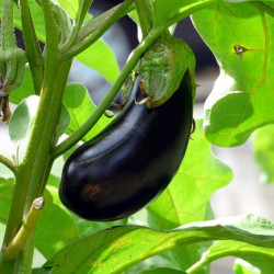 AU15 Aubergine. Lang (øko)