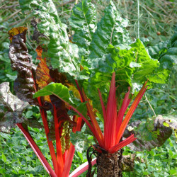 BE20 Bladbeder. Rød (øko)