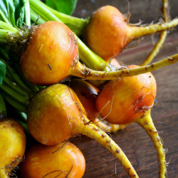 RB20 Rødbede. Gul. Rund (øko)