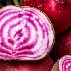 RB40 Rødbeder. Stribet (øko)