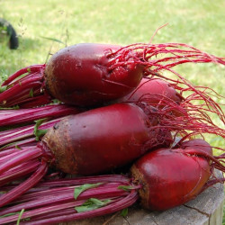 RB50 Rødbeder. Aflang (øko)