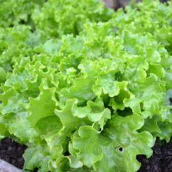 SA010 Batavia (øko)