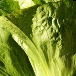 SA012 Cikoriesalat (øko)